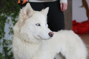 Сегодня наши волонтёры сделали чуточку счастливее этих животных
